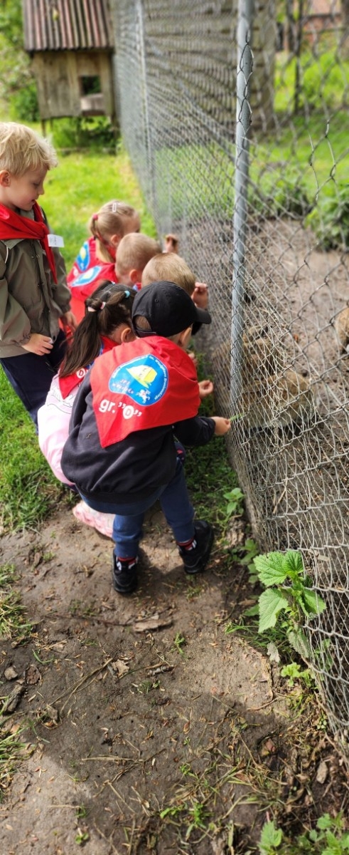 	Dnia 22 maja 20205 roku dzieci  z grupy „Zajączki” oraz „Leśne Skrzaty” z oddziałów przedszkolnych przy SP2 udały się na wycieczkę do Zagrody Edukacyjnej „Ziołowy Dzbanek” . Podczas wizyty dzieci uczestniczyły w warsztatach, gdzie miały okazję własnoręcznie wykonać piękny prezent, który wręczą podczas  zbliżającego się
” Dnia Mamy”. Kolejną atrakcją dla dzieci był spacer po „Ogrodzie Ziołowym”, gdzie  miały okazję zobaczyć, powąchać  oraz poznać zastosowanie niektórych ziół. Natomiast w „Chacie Zielarskiej”miały okazję zobaczyć różne sprzęty codziennego użytku z dawnych lat. Dodatkową atrakcją dla dzieci było spotkanie ze zwierzętami w mini zoo, gdzie mogły dosyć nieśmiało z małą dozą niepewności nakarmić znajdujące się tam zwierzęta. Na zakończenie pełnej emocji wizyty dzieci zjadły przygotowane przez gospodarzy pyszne czekoladowe babeczki i wypiły domowy kompot. Uśmiech na twarzach dzieci był najlepszym dowodem na to , iż wycieczkę możemy uznać za udaną :)
