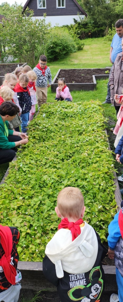 	Dnia 22 maja 20205 roku dzieci  z grupy „Zajączki” oraz „Leśne Skrzaty” z oddziałów przedszkolnych przy SP2 udały się na wycieczkę do Zagrody Edukacyjnej „Ziołowy Dzbanek” . Podczas wizyty dzieci uczestniczyły w warsztatach, gdzie miały okazję własnoręcznie wykonać piękny prezent, który wręczą podczas  zbliżającego się
” Dnia Mamy”. Kolejną atrakcją dla dzieci był spacer po „Ogrodzie Ziołowym”, gdzie  miały okazję zobaczyć, powąchać  oraz poznać zastosowanie niektórych ziół. Natomiast w „Chacie Zielarskiej”miały okazję zobaczyć różne sprzęty codziennego użytku z dawnych lat. Dodatkową atrakcją dla dzieci było spotkanie ze zwierzętami w mini zoo, gdzie mogły dosyć nieśmiało z małą dozą niepewności nakarmić znajdujące się tam zwierzęta. Na zakończenie pełnej emocji wizyty dzieci zjadły przygotowane przez gospodarzy pyszne czekoladowe babeczki i wypiły domowy kompot. Uśmiech na twarzach dzieci był najlepszym dowodem na to , iż wycieczkę możemy uznać za udaną :)

