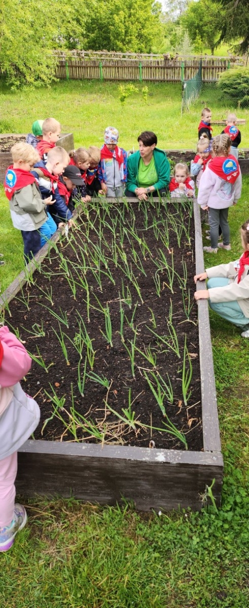 	Dnia 22 maja 20205 roku dzieci  z grupy „Zajączki” oraz „Leśne Skrzaty” z oddziałów przedszkolnych przy SP2 udały się na wycieczkę do Zagrody Edukacyjnej „Ziołowy Dzbanek” . Podczas wizyty dzieci uczestniczyły w warsztatach, gdzie miały okazję własnoręcznie wykonać piękny prezent, który wręczą podczas  zbliżającego się
” Dnia Mamy”. Kolejną atrakcją dla dzieci był spacer po „Ogrodzie Ziołowym”, gdzie  miały okazję zobaczyć, powąchać  oraz poznać zastosowanie niektórych ziół. Natomiast w „Chacie Zielarskiej”miały okazję zobaczyć różne sprzęty codziennego użytku z dawnych lat. Dodatkową atrakcją dla dzieci było spotkanie ze zwierzętami w mini zoo, gdzie mogły dosyć nieśmiało z małą dozą niepewności nakarmić znajdujące się tam zwierzęta. Na zakończenie pełnej emocji wizyty dzieci zjadły przygotowane przez gospodarzy pyszne czekoladowe babeczki i wypiły domowy kompot. Uśmiech na twarzach dzieci był najlepszym dowodem na to , iż wycieczkę możemy uznać za udaną :)

