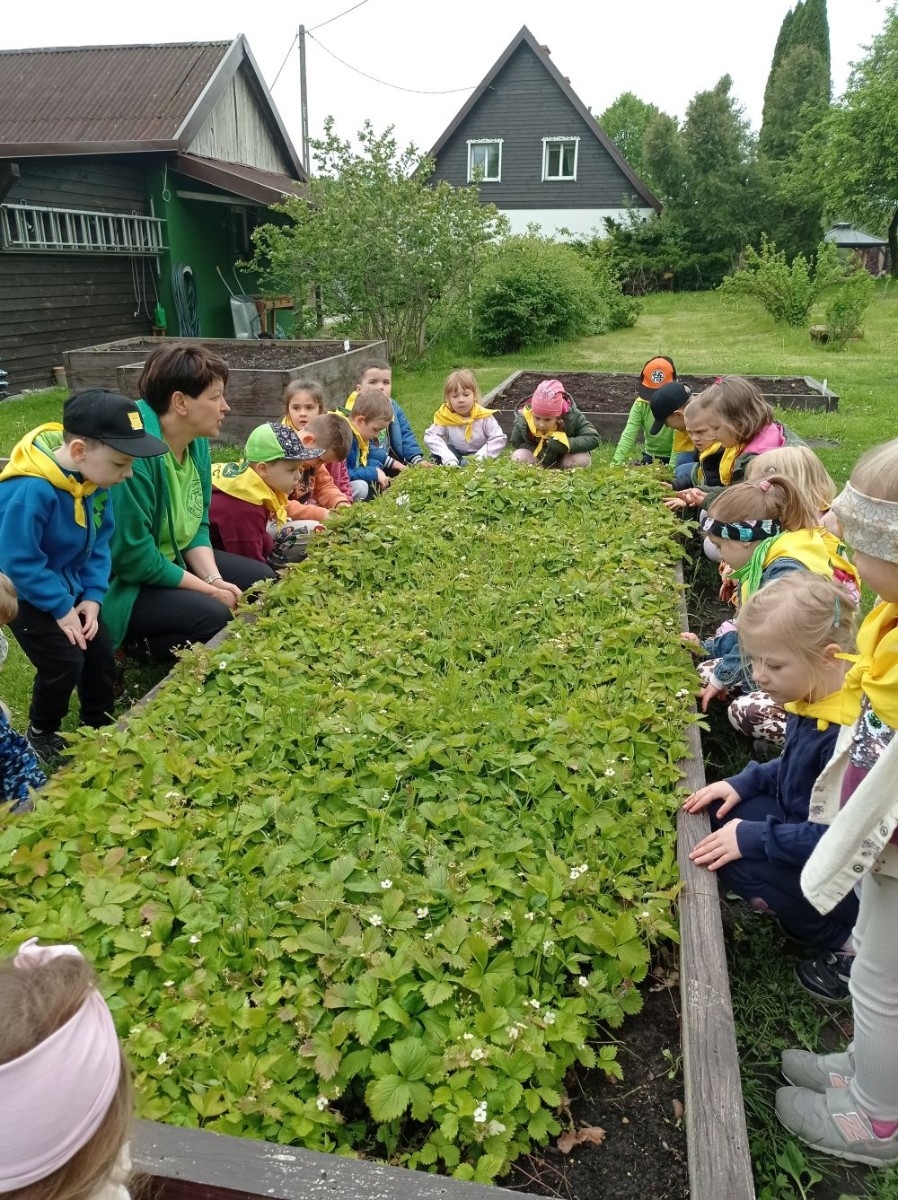 Dnia 22 maja 20205 roku dzieci z grupy „Zajączki” oraz „Leśne Skrzaty” z oddziałów przedszkolnych przy SP2 udały się na wycieczkę do Zagrody Edukacyjnej „Ziołowy Dzbanek” . Podczas wizyty dzieci uczestniczyły w warsztatach, gdzie miały okazję własnoręcznie wykonać piękny prezent, który wręczą podczas zbliżającego się
” Dnia Mamy”. Kolejną atrakcją dla dzieci był spacer po „Ogrodzie Ziołowym”, gdzie miały okazję zobaczyć, powąchać oraz poznać zastosowanie niektórych ziół. Natomiast w „Chacie Zielarskiej”miały okazję zobaczyć różne sprzęty codziennego użytku z dawnych lat. Dodatkową atrakcją dla dzieci było spotkanie ze zwierzętami w mini zoo, gdzie mogły dosyć nieśmiało z małą dozą niepewności nakarmić znajdujące się tam zwierzęta. Na zakończenie pełnej emocji wizyty dzieci zjadły przygotowane przez gospodarzy pyszne czekoladowe babeczki i wypiły domowy kompot. Uśmiech na twarzach dzieci był najlepszym dowodem na to , iż wycieczkę możemy uznać za udaną :)
