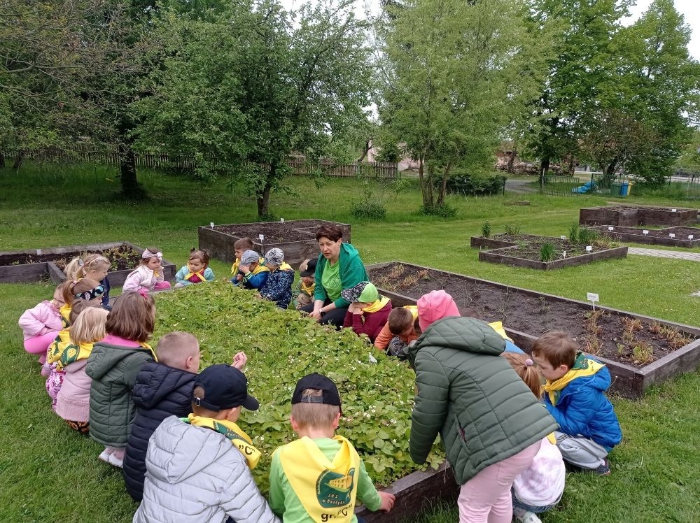 Dnia 22 maja 20205 roku dzieci z grupy „Zajączki” oraz „Leśne Skrzaty” z oddziałów przedszkolnych przy SP2 udały się na wycieczkę do Zagrody Edukacyjnej „Ziołowy Dzbanek” . Podczas wizyty dzieci uczestniczyły w warsztatach, gdzie miały okazję własnoręcznie wykonać piękny prezent, który wręczą podczas zbliżającego się
” Dnia Mamy”. Kolejną atrakcją dla dzieci był spacer po „Ogrodzie Ziołowym”, gdzie miały okazję zobaczyć, powąchać oraz poznać zastosowanie niektórych ziół. Natomiast w „Chacie Zielarskiej”miały okazję zobaczyć różne sprzęty codziennego użytku z dawnych lat. Dodatkową atrakcją dla dzieci było spotkanie ze zwierzętami w mini zoo, gdzie mogły dosyć nieśmiało z małą dozą niepewności nakarmić znajdujące się tam zwierzęta. Na zakończenie pełnej emocji wizyty dzieci zjadły przygotowane przez gospodarzy pyszne czekoladowe babeczki i wypiły domowy kompot. Uśmiech na twarzach dzieci był najlepszym dowodem na to , iż wycieczkę możemy uznać za udaną :)