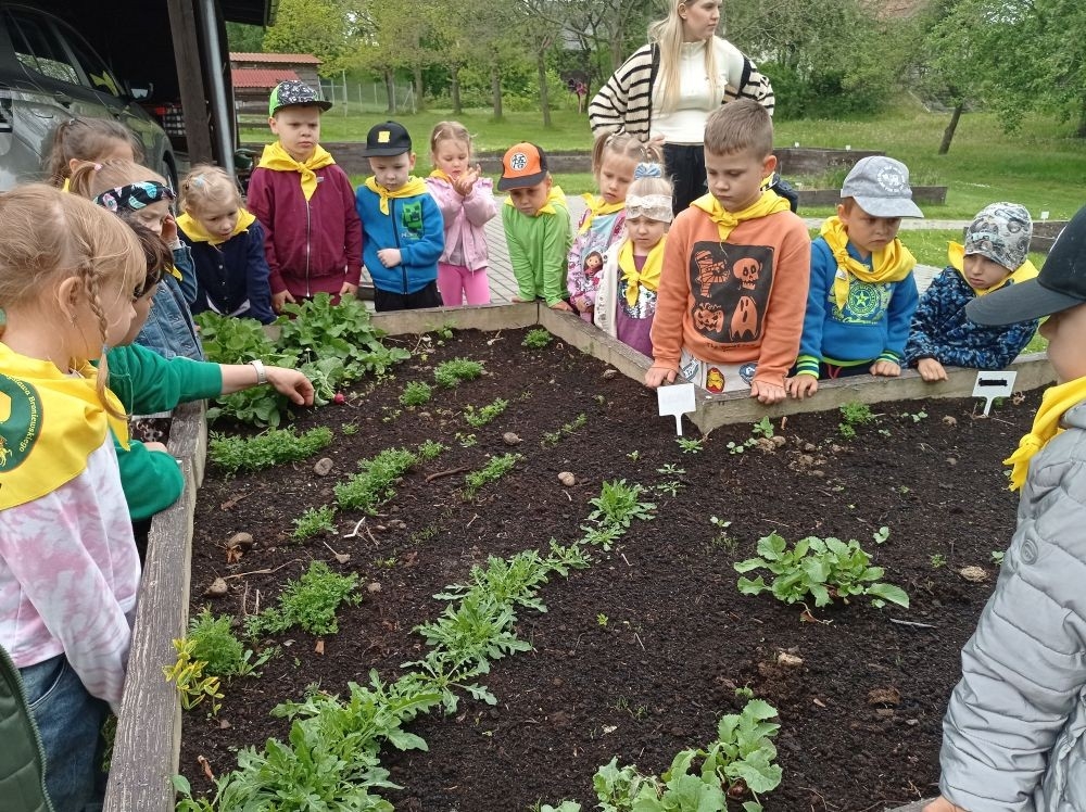Dnia 22 maja 20205 roku dzieci z grupy „Zajączki” oraz „Leśne Skrzaty” z oddziałów przedszkolnych przy SP2 udały się na wycieczkę do Zagrody Edukacyjnej „Ziołowy Dzbanek” . Podczas wizyty dzieci uczestniczyły w warsztatach, gdzie miały okazję własnoręcznie wykonać piękny prezent, który wręczą podczas zbliżającego się
” Dnia Mamy”. Kolejną atrakcją dla dzieci był spacer po „Ogrodzie Ziołowym”, gdzie miały okazję zobaczyć, powąchać oraz poznać zastosowanie niektórych ziół. Natomiast w „Chacie Zielarskiej”miały okazję zobaczyć różne sprzęty codziennego użytku z dawnych lat. Dodatkową atrakcją dla dzieci było spotkanie ze zwierzętami w mini zoo, gdzie mogły dosyć nieśmiało z małą dozą niepewności nakarmić znajdujące się tam zwierzęta. Na zakończenie pełnej emocji wizyty dzieci zjadły przygotowane przez gospodarzy pyszne czekoladowe babeczki i wypiły domowy kompot. Uśmiech na twarzach dzieci był najlepszym dowodem na to , iż wycieczkę możemy uznać za udaną :)