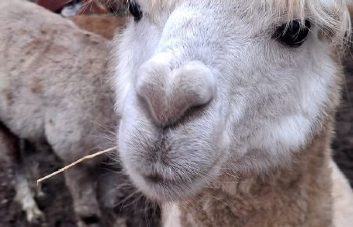 Wielkimi krokami zbliżają się święta Bożego Narodzenia. 30 listopada 2022r. uczniowie klas pierwszych udali się na wycieczkę do Przystanku Świętego Mikołaja 
w Drzewinie, gdzie od progu czekał na nich  Elf z mnóstwem atrakcji.
Nasz zaprzyjaźniony Elf, po wykonaniu przez dzieci wszystkich zadań, wręczył każdemu uczestnikowi Certyfikat  Pomocnika Elfa i specjalny znaczek  potwierdzający wizytę w Przystanku Świętego Mikołaja.
Uczniowie pełni wrażeń udali się w drogę powrotną
