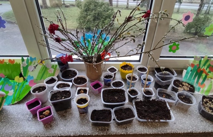 Za oknem już widać piękne słońce zwiastujące wiosnę, którą nasi uczniowie postanowili zaprosić do środka zakładając klasowe ogródki. Wysiana przez nas rzeżucha, miała uświetnić również Święta Wielkanocne. Przygotowując się do nich ciężko pracowaliśmy, tworząc piękne palmy, dekoracje, malując jajka, a nawet wykorzystując je do zabaw badawczych. Jak się spisaliśmy? Możecie zobaczyć na zdjęciach. 