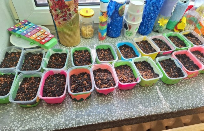 Za oknem już widać piękne słońce zwiastujące wiosnę, którą nasi uczniowie postanowili zaprosić do środka zakładając klasowe ogródki. Wysiana przez nas rzeżucha, miała uświetnić również Święta Wielkanocne. Przygotowując się do nich ciężko pracowaliśmy, tworząc piękne palmy, dekoracje, malując jajka, a nawet wykorzystując je do zabaw badawczych. Jak się spisaliśmy? Możecie zobaczyć na zdjęciach. 