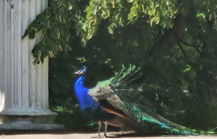 W dniach 15-16 maja klasy VII a, VII b i VI a odwiedziły stolicę. Pierwszy dzień rozpoczęliśmy od Placu Zamkowego i kolumny Zygmunta. Zwiedziliśmy Zamek Królewski i przespacerowaliśmy się bulwarem nadwiślańskim pod pomnik Syrenki, gdzie zrobiliśmy pamiątkowe zdjęcie. Popołudnie spędziliśmy w Centrum Nauki Kopernik. Drugi dzień rozpoczęliśmy spacerem po Parku Łazienkowskim, następnie przeszliśmy Krakowskim Przedmieściem pod Grób Nieznanego Żołnierza i Pałac Prezydencki. Oczywiście nie ominęliśmy też najbardziej charakterystycznego miejsca w Warszawie, czyli Pałacu Kultury i Nauki. Ostatnim punktem wycieczki była wizyta w Muzeum Powstania Warszawskiego. To były dwa dni pełne niezapomnianych wrażeń