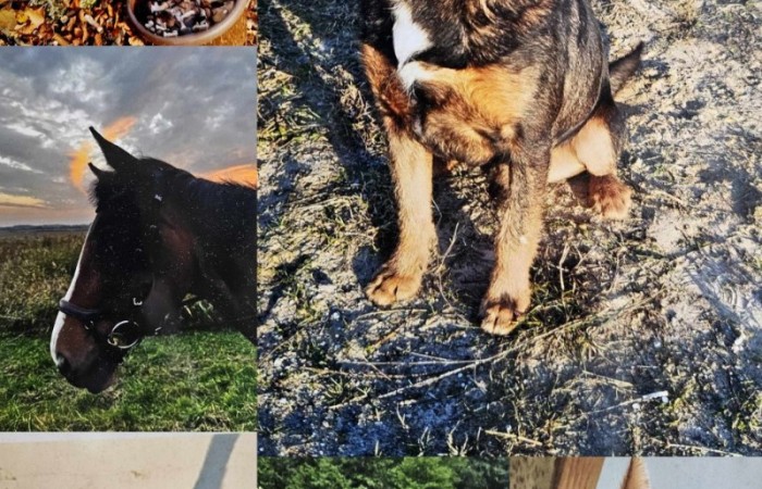 Z radością ogłaszamy zakończenie naszego konkursu plastycznego, w którym uczniowie mieli okazję zaprezentować swoje twórcze podejście do tematu zwierząt! 
Prace uczestników były niezwykle pomysłowe i różnorodne. Uczniowie pokazali zarówno zwierzęta w ich naturalnym środowisku, jak i te żyjące w naszych domach czy na farmach. Konkurs stał się świetną okazją, by przypomnieć, jak ważne jest traktowanie ich z szacunkiem, empatią i zrozumieniem. Nagrody dla wyróżnionych ufundowała Rada Rodziców.
