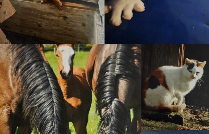 Z radością ogłaszamy zakończenie naszego konkursu plastycznego, w którym uczniowie mieli okazję zaprezentować swoje twórcze podejście do tematu zwierząt! 
Prace uczestników były niezwykle pomysłowe i różnorodne. Uczniowie pokazali zarówno zwierzęta w ich naturalnym środowisku, jak i te żyjące w naszych domach czy na farmach. Konkurs stał się świetną okazją, by przypomnieć, jak ważne jest traktowanie ich z szacunkiem, empatią i zrozumieniem. Nagrody dla wyróżnionych ufundowała Rada Rodziców.
