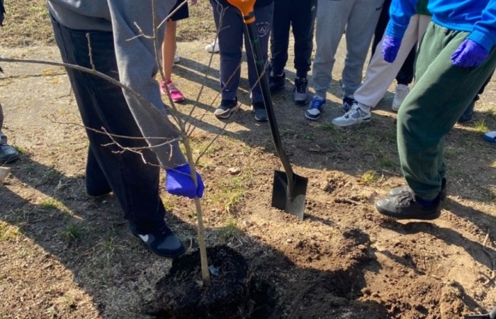Dzisiaj, w ramach współpracy z Nadleśnictwem Młynary, uczniowie naszej szkoły wzięli udział w akcji sadzenia drzew w pobliskim parku. Wydarzenie miało na celu nie tylko zazielenienie terenu, ale także edukację ekologiczną i budowanie świadomości na temat ochrony środowiska. Pod czujnym okiem leśników dzieci sadziły młode sadzonki buka i lipy. Dodatkowo przed szkołą posadzone zostały sadzonki świerku. Na początku wydarzenia przemowę wygłosiła przewodnicząca samorządu uczniowskiego Lidia Szuniewicz, podkreślając znaczenie troski o naturę.