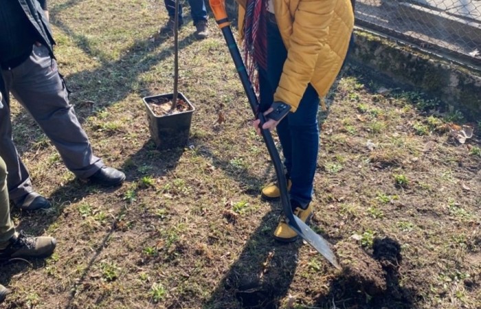 Dzisiaj, w ramach współpracy z Nadleśnictwem Młynary, uczniowie naszej szkoły wzięli udział w akcji sadzenia drzew w pobliskim parku. Wydarzenie miało na celu nie tylko zazielenienie terenu, ale także edukację ekologiczną i budowanie świadomości na temat ochrony środowiska. Pod czujnym okiem leśników dzieci sadziły młode sadzonki buka i lipy. Dodatkowo przed szkołą posadzone zostały sadzonki świerku. Na początku wydarzenia przemowę wygłosiła przewodnicząca samorządu uczniowskiego Lidia Szuniewicz, podkreślając znaczenie troski o naturę.