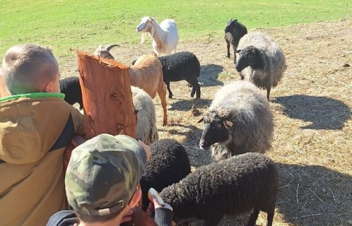 Uczniowie klas 1-3, w ramach projektu S.Z.U.M., uczestniczyli w dwudniowej wycieczce do Ekofarmy Vitalis. Była to doskonała okazja do spędzenia czasu na łonie natury i pogłębienia wiedzy ekologicznej. Pierwszy dzień rozpocznął się od przyjazdu i zakwaterowania, po czym uczestnicy mieli okazję wziąć udział w karmieniu zwierząt, co pozwoło im na bliższe poznanie różnych gatunków i ich zwyczajów. Po południu odbyły się warsztaty proekologiczne, podczas których uczestnicy dowiedzieli się, jak można dbać o środowisko w codziennym życiu. Wieczorem uczestnicy projektu mogli spędzić wspólnie czas przy ognisku, które stworzyło przestrzeń do integracji i wspólnej zabawy. Drugi dzień był wypełniony zabawami na świeżym powietrzu, z możliwością obcowania z przyrodą oraz poznawania jej tajemnic. To wyjątkowe doświadczenie z pewnością wzbogaciło wiedzę uczestników i będzie inspiracją do działań na rzecz ochrony środowiska.