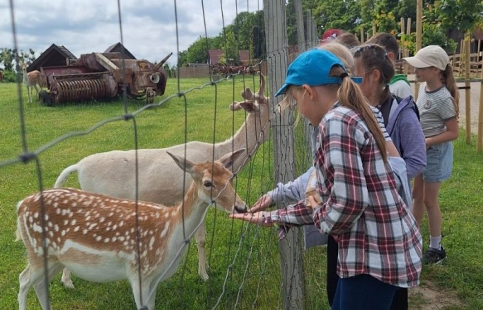 17 czerwca uczniowie klas drugich mieli okazję spędzić niezapomniany dzień w malowniczej Zagrodzie Kociewskiej. Program wycieczki obfitował w atrakcje, a jedną z najciekawszych były kreatywne warsztaty emalierskie. Dzieci dowiedziały się, czym jest emalia i jak powstają naczynia emaliowane. W części praktycznej każdy uczestnik mógł samodzielnie ozdobić ceramiczny magnes przy użyciu specjalnych markerów. Powstały w ten sposób wyjątkowe, kolorowe prace – prawdziwe małe dzieła sztuki, które będą piękną pamiątką na lata. Po warsztatach przyszedł czas na relaks i zabawę. Uczniowie korzystali z uroków otoczenia – bawili się na świeżym powietrzu, zwiedzali zagrodę i dokarmiali zwierzęta. Szerokie uśmiechy na twarzach dzieci, gdy wracały do szkoły, były najlepszym dowodem na to, że wyjazd był udany.