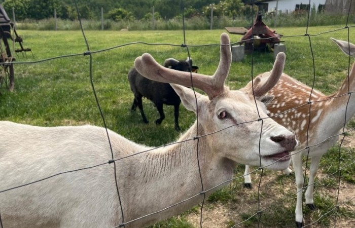 17 czerwca uczniowie klas drugich mieli okazję spędzić niezapomniany dzień w malowniczej Zagrodzie Kociewskiej. Program wycieczki obfitował w atrakcje, a jedną z najciekawszych były kreatywne warsztaty emalierskie. Dzieci dowiedziały się, czym jest emalia i jak powstają naczynia emaliowane. W części praktycznej każdy uczestnik mógł samodzielnie ozdobić ceramiczny magnes przy użyciu specjalnych markerów. Powstały w ten sposób wyjątkowe, kolorowe prace – prawdziwe małe dzieła sztuki, które będą piękną pamiątką na lata. Po warsztatach przyszedł czas na relaks i zabawę. Uczniowie korzystali z uroków otoczenia – bawili się na świeżym powietrzu, zwiedzali zagrodę i dokarmiali zwierzęta. Szerokie uśmiechy na twarzach dzieci, gdy wracały do szkoły, były najlepszym dowodem na to, że wyjazd był udany.
