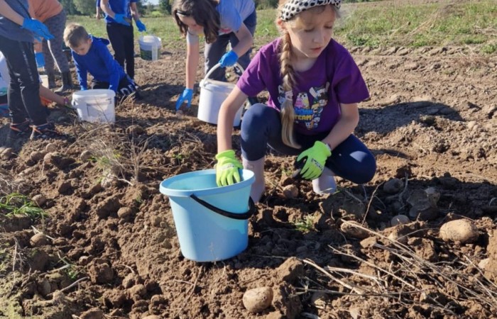 Uczniowie klasy 2A spędzili wyjątkowy dzień, podczas którego królował… ziemniak!  
Na początku poznaliśmy historię tej rośliny oraz dowiedzieliśmy się, jak wygląda jej budowa i w jaki sposób trafia z pola na nasze stoły. Nie zabrakło także wspólnej zabawy i zbierania ziemniaków, co sprawiło dzieciom ogromną frajdę.
Na zakończenie każdy mógł spróbować pysznych potraw przygotowanych z ziemniaków – były frytki, chipsy i chrupiące placki ziemniaczane. Dzięki temu wydarzeniu uczniowie nie tylko świetnie się bawili, ale też zdobyli nową wiedzę o roślinach okopowych. Serdecznie dziękujemy mamom: Paulinie Rokita, Asi Jabłońskiej i Sandrze Grzmocińskiej za doskonałe przygotowanie zajęć, pyszne smakołyki oraz poświęcony czas. Dzięki Wam ten dzień stał się naprawdę wyjątkowy! 
