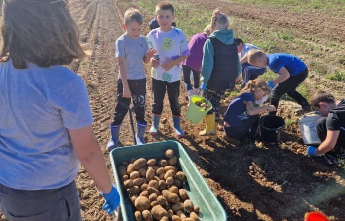Uczniowie klasy 2A spędzili wyjątkowy dzień, podczas którego królował… ziemniak!  
Na początku poznaliśmy historię tej rośliny oraz dowiedzieliśmy się, jak wygląda jej budowa i w jaki sposób trafia z pola na nasze stoły. Nie zabrakło także wspólnej zabawy i zbierania ziemniaków, co sprawiło dzieciom ogromną frajdę.
Na zakończenie każdy mógł spróbować pysznych potraw przygotowanych z ziemniaków – były frytki, chipsy i chrupiące placki ziemniaczane. Dzięki temu wydarzeniu uczniowie nie tylko świetnie się bawili, ale też zdobyli nową wiedzę o roślinach okopowych. Serdecznie dziękujemy mamom: Paulinie Rokita, Asi Jabłońskiej i Sandrze Grzmocińskiej za doskonałe przygotowanie zajęć, pyszne smakołyki oraz poświęcony czas. Dzięki Wam ten dzień stał się naprawdę wyjątkowy! 
