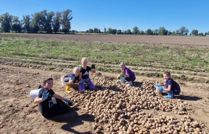 Uczniowie klasy 2A spędzili wyjątkowy dzień, podczas którego królował… ziemniak!  
Na początku poznaliśmy historię tej rośliny oraz dowiedzieliśmy się, jak wygląda jej budowa i w jaki sposób trafia z pola na nasze stoły. Nie zabrakło także wspólnej zabawy i zbierania ziemniaków, co sprawiło dzieciom ogromną frajdę.
Na zakończenie każdy mógł spróbować pysznych potraw przygotowanych z ziemniaków – były frytki, chipsy i chrupiące placki ziemniaczane. Dzięki temu wydarzeniu uczniowie nie tylko świetnie się bawili, ale też zdobyli nową wiedzę o roślinach okopowych. Serdecznie dziękujemy mamom: Paulinie Rokita, Asi Jabłońskiej i Sandrze Grzmocińskiej za doskonałe przygotowanie zajęć, pyszne smakołyki oraz poświęcony czas. Dzięki Wam ten dzień stał się naprawdę wyjątkowy! 
